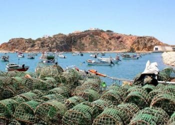 Monitorização a sete explorações de aquaculturas aponta para perturbações nas comunidades de aves