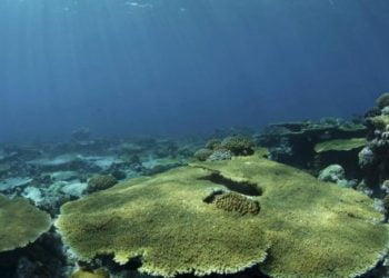 Investigadores europeus planeiam criar pequenos satélites para monitorizar o oceano