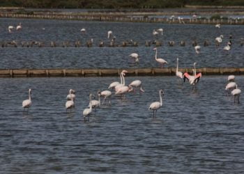 Montijo é a pior alternativa em termos de impactos ambientais