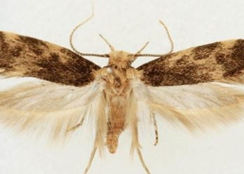 Voa uma nova espécie de borboleta em Portugal