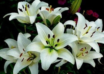 Investigadores japoneses criam drones para polinizar flores