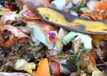 Desaproveitar lixo orgânico custa 100 milhões de euros por ano ao país
