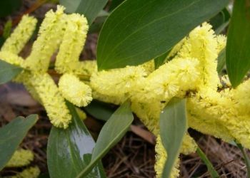 Um minúsculo inseto australiano é uma das armas contra a invasão das acácias