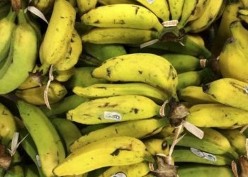 Fruta Feia salva do lixo 500 toneladas de fruta e hortaliças em três anos