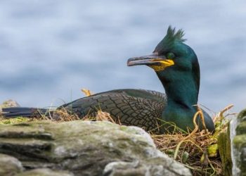 A Ave do Ano 2017 é a Galheta