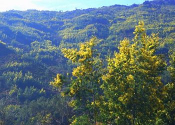 Quercus: Parque Nacional Peneda-Gerês está a perder guerra contra árvores invasoras