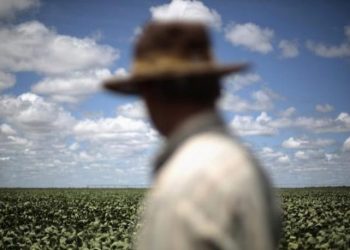 Instituições agrárias de Moçambique testam feijão que pode duplicar a produção