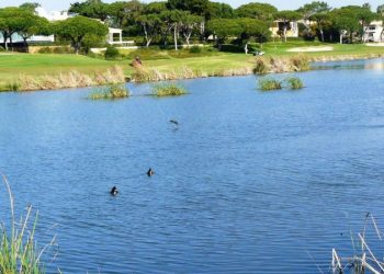 Limpeza de praias na Quinta do Lago no Dia Internacional da Biodiversidade