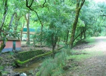 REN e EPIS promovem ação de limpeza da Tapada de Mafra com recorde de voluntários