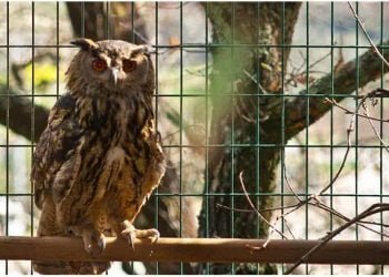 Parque Biológico da Serra da Lousã convida visitantes a conhecerem hábitos noctívagos dos animais