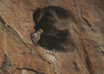 Mais de 850 visitantes em 3 dias dedicados à natureza do Douro Internacional