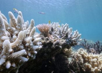 Austrália aprova controverso projeto mineiro perto da Grande Barreira de Coral