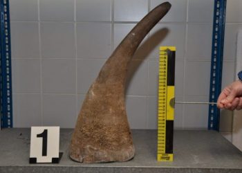 Leilão online de cornos de rinocerante de África do Sul gera polémica