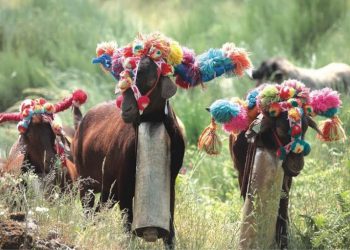 Transumância na serra da Estrela promove a biodiversidade e previne o risco de incêndios florestais