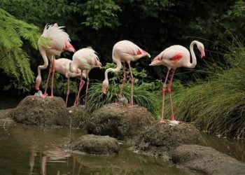 Nasceram dois flamingos no único parque ornitológico do país