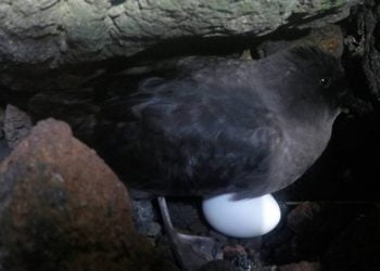 Confirmada nova colónia para espécie rara nos Açores