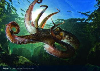 CMIA com exposição “Almada Atlântica, um mergulho no oceano”