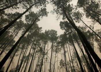 Militares do Exército e Marinha reforçam vigilância das florestas até domingo