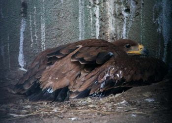 Incêndios, calor e seca provocam aumento recorde de ingressos de fauna selvagem ferida no CERAS