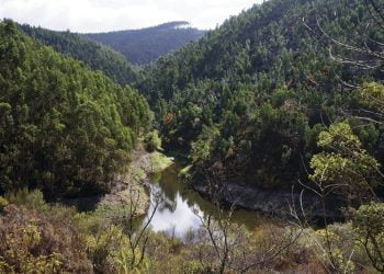 Câmara de Anadia recupera caminhos florestais e rurais