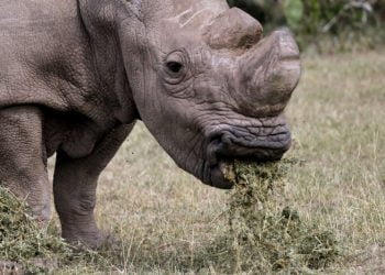 Moçambique: Caça furtiva matou este ano 295 rinocerontes no Parque do Limpopo