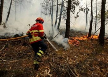 E depois do fogo? Há um ano as chamas lavravam por Arouca e S. Pedro do Sul