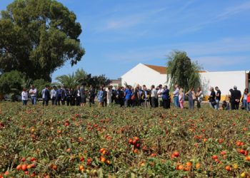 NEC CropScope utiliza IA e IoT para otimizar produção de tomate em Portugal