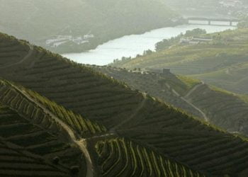 Vindimas antecipadas no Douro devido ao tempo seco e quente