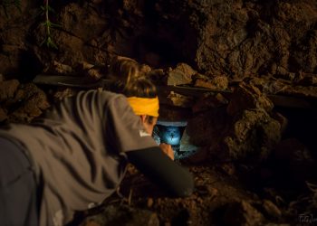 Investigadores removem ratos e chorão das Berlengas