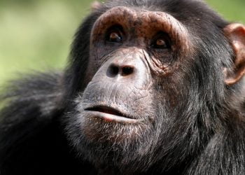 Guiné-Bissau diz que processo de transferência de chimpanzés para santuário está em curso
