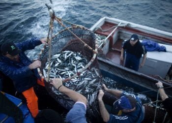 Portugal pode pescar mais 4.760 toneladas de sardinha até ao final do ano