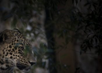 A viagem do leopardo Gaspar para o Irão