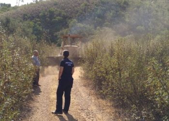 Loulé avança com apoio municipal na defesa da floresta contra incêndios