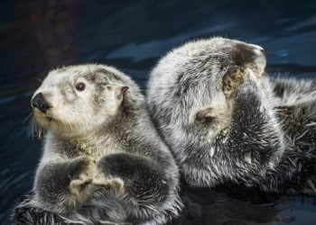 Oceanário celebra semana de sensibilização para a conservação das lontras marinhas