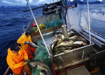 Quota de pesca do bacalhau no mar de Barents pode diminuir em 2018