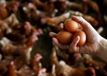 Não há ovos contaminados à venda em Portugal, produto foi comprado na Bélgica