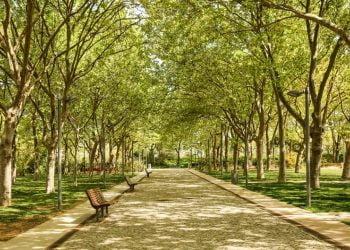 Loulé vai realizar desinfestação da lagarta do pinheiro no parque municipal