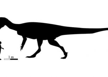 Paleontólogos encontram pegadas de dinossauro carnívoro gigantesco