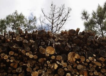 Governo avança com sistema de cotação para travar preço da madeira queimada