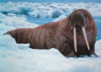 Apesar do degelo, EUA decidem não classificar morsa como espécie ameaçada