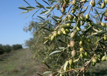 Bactéria que destrói oliveiras vai afetar Portugal