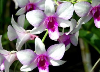 Lisboa recebe, em novembro, 3ª Exposição Internacional de Orquídeas