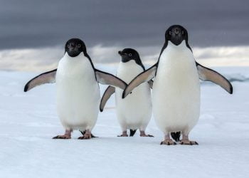 WWF insiste em criação de área protegida na Antártida após morte em massa de pinguins