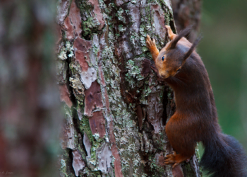 População ajuda biólogos a contar 1400 esquilos