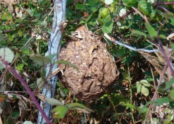 Câmara de anadia “combate” ninhos de vespa-asiática