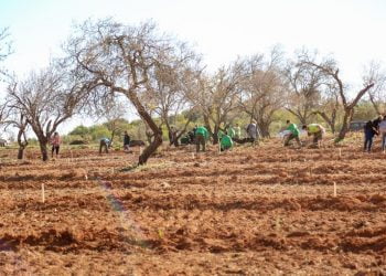 Loulé ficou mais verde em 2017 com mais de mil árvores plantadas