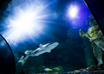 SEA LIFE Porto com entradas gratuitas a 1 de janeiro