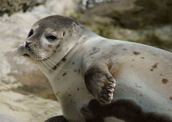 Angola volta a permitir captura de focas no sul