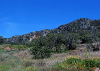 Loulé inicia programa contra os incêndios florestais