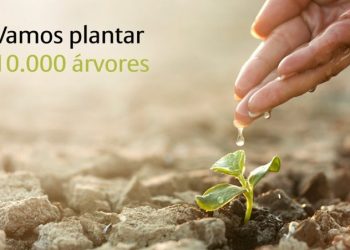 Allianz vai plantar 10 mil árvores em Portugal
